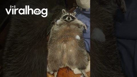 Big Raccoon Puff Ball || ViralHog