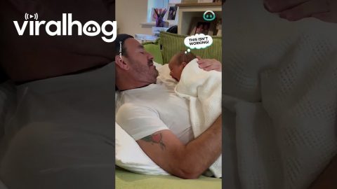 Baby Tries to Breastfeed From Dad || ViralHog