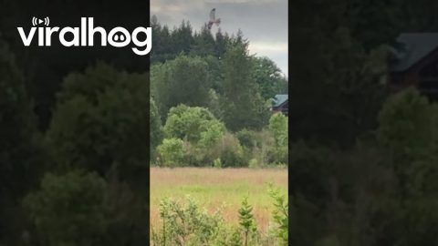 Coyote Jumps At Swooping Hawk || ViralHog