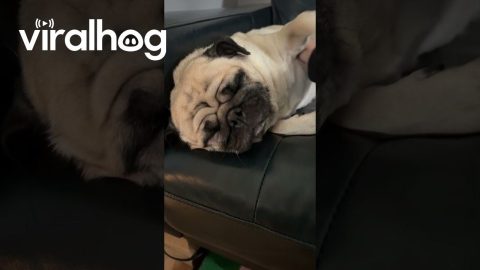 Snoring Pug Gently Woken || ViralHog