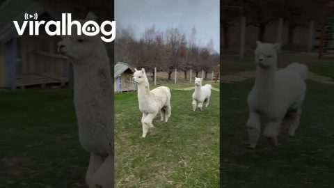 Alpacas Prance Through Backyard || ViralHog