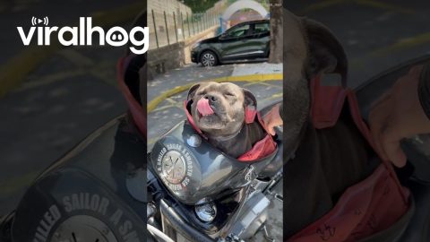 Biker Doggo Takes A Water Break || ViralHog
