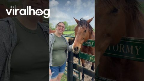 Retired Racehorse Takes Little Nibble || ViralHog