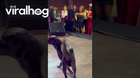 Drummer Gives Dog His Drumstick || ViralHog