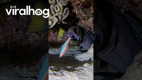 Fish Has a Close Call With Moray Eel || ViralHog