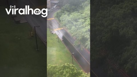 University Student Surfs Road Wave || ViralHog