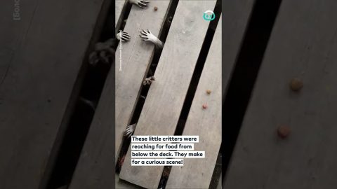 Lots of raccoon's paws || ViralHog