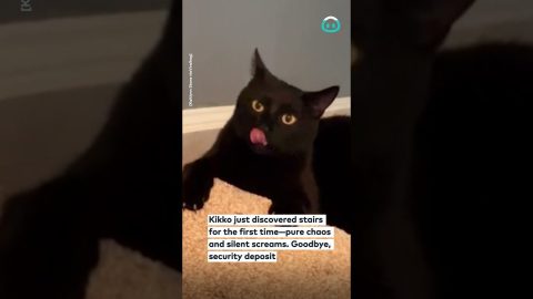 Kikko Excited About New Apartment Stairs || ViralHog