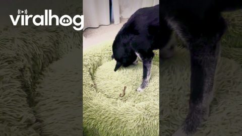 Dog Buries Bones in His Dog Bed || ViralHog