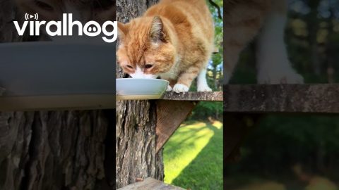 Cat Tree House || ViralHog