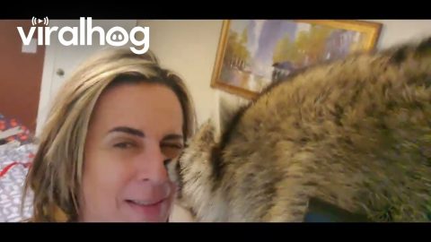 Raccoon Facial Massage || ViralHog