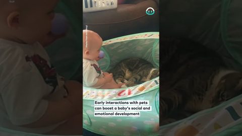Baby Plays With Pet Cat || ViralHog