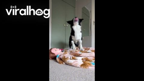Simba Clearly Paid Attention During CPR Training || ViralHog