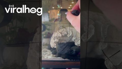 Betta Fish Wins Game of Tic-Tac-Toe || ViralHog