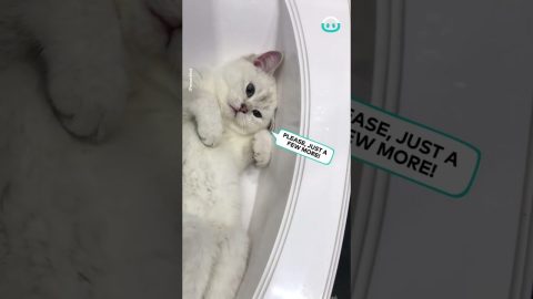 Goose the Sink Cat || ViralHog