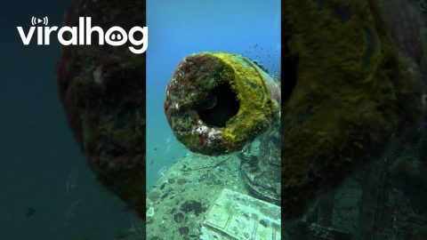Cannon Fish Refuses Offering || ViralHog