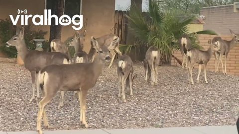 Deer Herd Gathers In Rocky Arizona Front Yard || ViralHog