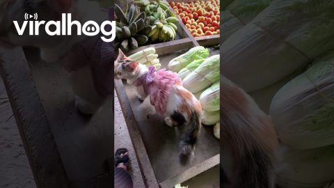 Ballerina Kitten At The Market || ViralHog
