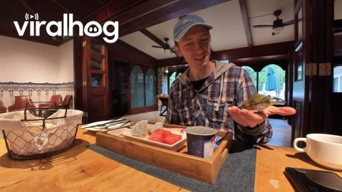Vlogger Shares Breakfast With Little Bird || ViralHog