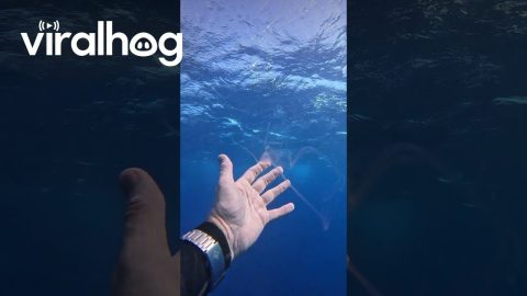 Amazing Translucent Sea Creature || ViralHog