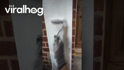 Masonry Repairs On Victorian Property || ViralHog