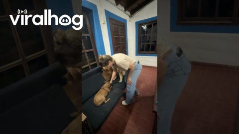 Golden Retriever Enlists Help to Retrieve Stolen Bone || ViralHog