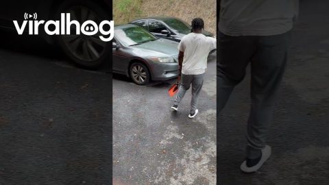 Black Bear Munches On Easter Candy Left In Car || ViralHog