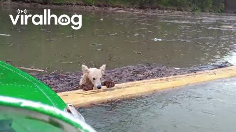 Boating Man Rescues Drowning Bear Cub || ViralHog