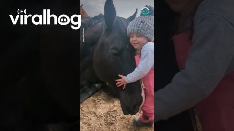 Giving Horse Friend a Hug || ViralHog