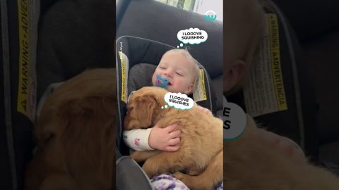 Snuggling a Golden Puppy || ViralHog