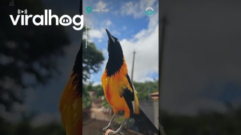Venezuelan Troupial Sings || ViralHog
