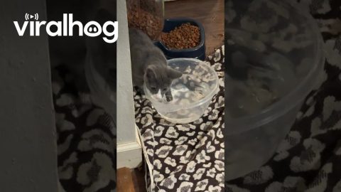 Kitten Plays In Water Bowl || ViralHog