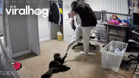 Cat Didn’t Want to Play Footsie || ViralHog