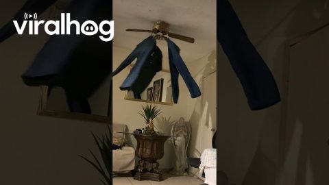 Drying Clothes On The Ceiling Fan || ViralHog