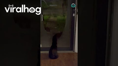 Cat Gets Mirrored By Another Cat || ViralHog