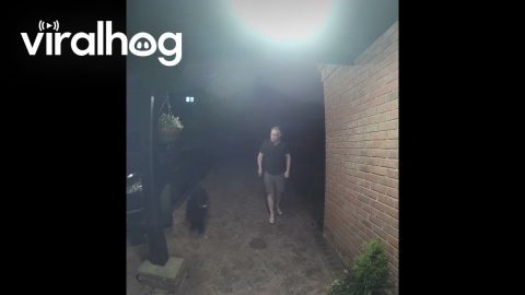 Meowing Doorbell Confuses Dad || ViralHog