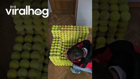 DIY Tennis Ball Chair || ViralHog