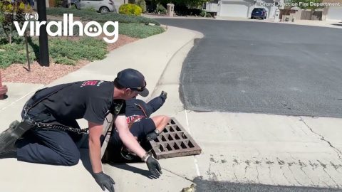 Fire Department Rescues Ducklings From Storm Drain || ViralHog