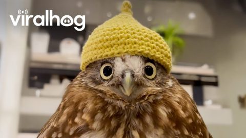 TOO CUTE TO HANDLE! 🐾 Try Not to Laugh at These Animals || ViralHog