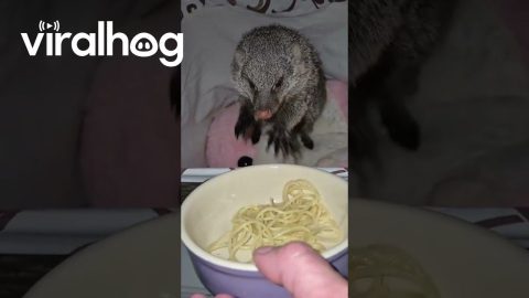 Feeding a Mongoose Pasta || ViralHog