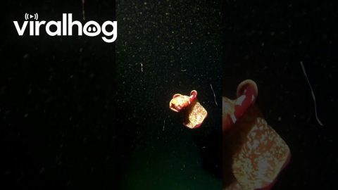 Underwater Butterfly || ViralHog