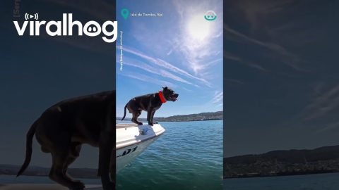 Harley Enjoying a Boat Ride || ViralHog