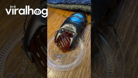Snug as a Bug in a Rug Eating Grub || ViralHog