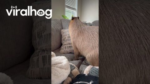Capybaras At The Door Again || ViralHog