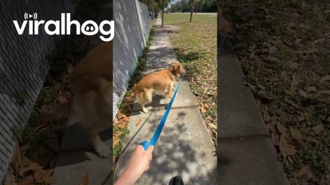 He Took the Leash Like He Pays Rent || ViralHog