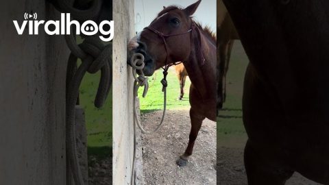 Rex Being Naughty and Untying Himself || ViralHog
