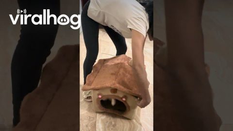 Cat Finally Accepts Playhouse, But Only With Box || ViralHog