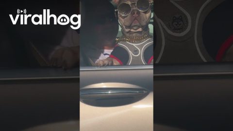 Iconic Frenchie Says Holla At Your Boy || ViralHog
