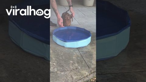 He’s Not a Pool Boy || ViralHog