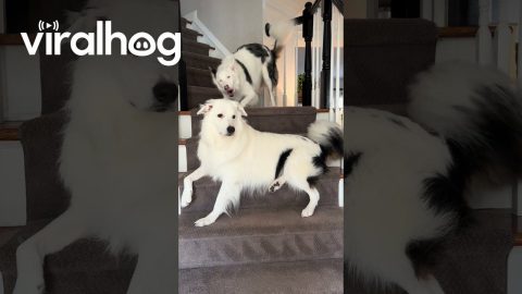 Blind Dog Barks at Deaf Dog || ViralHog
